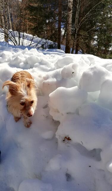 Also mir gefällt der Schnee! | Foto: Veronika Frank