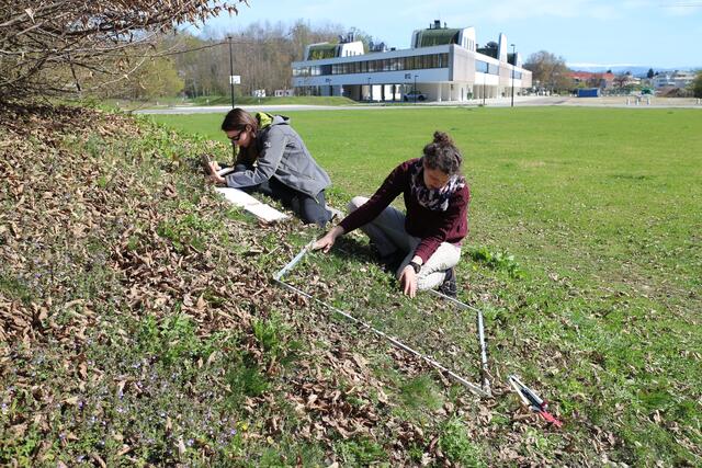 Im Naturschutzlehrgang setzen die Studierenden ihre Ideen auch in die Tat um und entwickeln eigens entworfene Projekte. | Foto: FH Kärnten