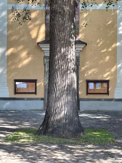 Die Rindenstruktur der alten Linden vor der Stadtpfarrkirche Deutschlandsberg waren Vorbild für die organische Oberflächengestaltung am neuen Volksaltar. | Foto: Susanne Veronik