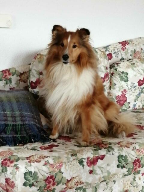 Tierische Therapeutin Biene | Foto: Ruth Friewald