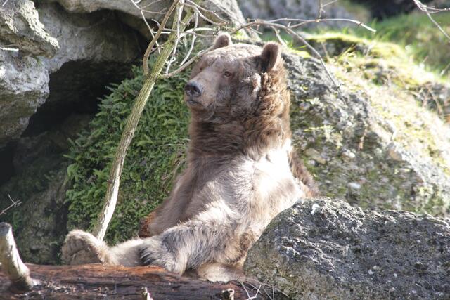 Die Sonne erinnert an den Frühling und lässt vielleicht auch in Aragon bald die Lebensgeister zurückkehren.  | Foto: Zoo Salzburg