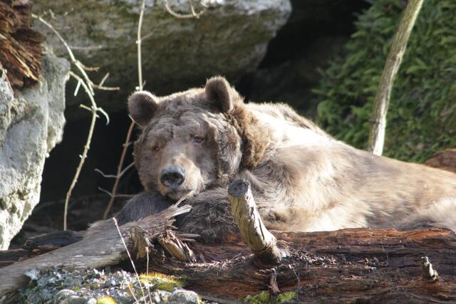Braunbär Aragon in der Sonne, nachdem er die Winterruhe unterbrochen hat.  | Foto: Zoo Salzburg