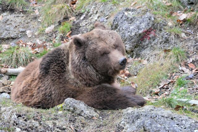 Noch ganz verschlafen blickt Braunbär Aragon um sich.  | Foto: Zoo Salzburg