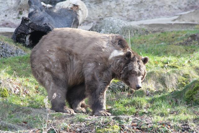 Wenn man munter ist, kann man auch ein kurzes Bad nehmen und sich den Staub abschütteln.  | Foto: Zoo Salzburg