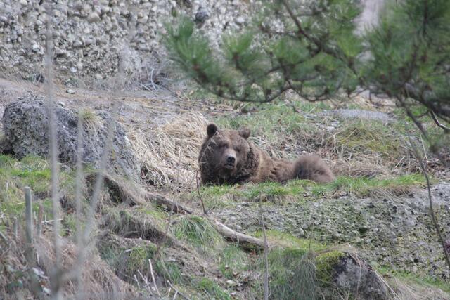 Foto: Zoo Salzburg