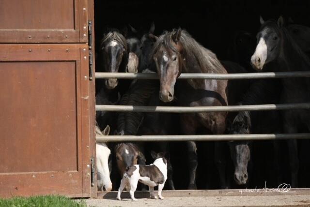 Den Lipizzanern kann man in einer Führung im Gestüt sehr nahe kommen. | Foto: Spanische Hofreitschule