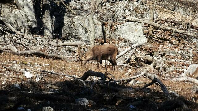 &gt;&gt;&gt; Pendant - Link zur stärker gezoomten Aufnahme &lt;&lt;&lt; | Foto: Silvia Plischek