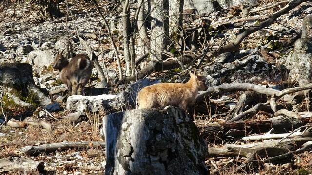 Entzückende Steinbock-Kitze, die ihren Müttern hinterherhoppeln. ...  | Foto: Silvia Plischek