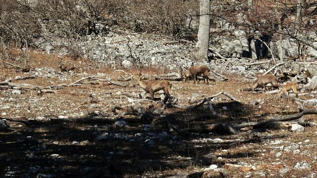 Die Steinbockherde mit ihrem Nachwuchs. ... | Foto: Silvia Plischek