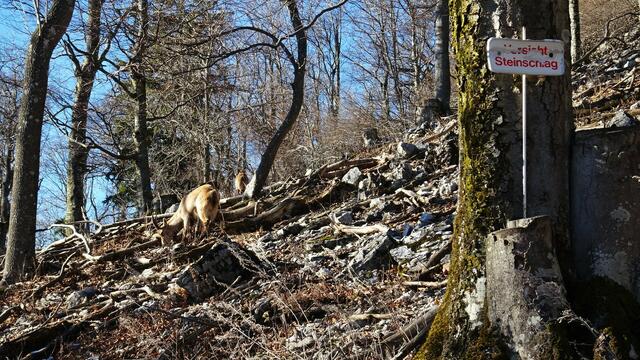 Foto: Silvia Plischek