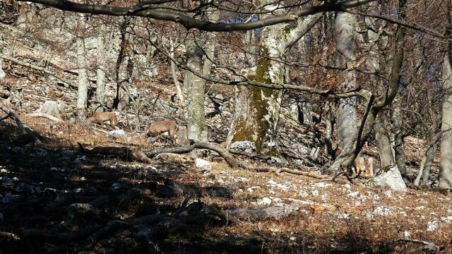 ... begegnen wir einer Herde von Steinböcken. ... | Foto: Silvia Plischek