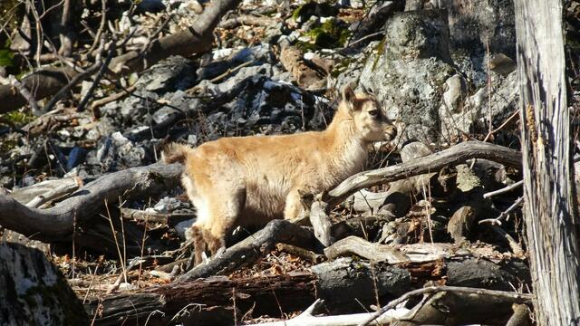 Foto: Silvia Plischek