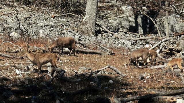 Foto: Silvia Plischek