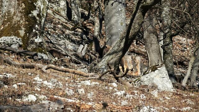 &gt;Link: Foto "Man hat alles im Blick" - Pendant&lt; | Foto: Silvia Plischek