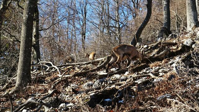&gt;Link: Foto "Mutterliebe" - Pendant&lt; | Foto: Silvia Plischek