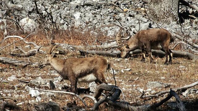 Foto: Silvia Plischek