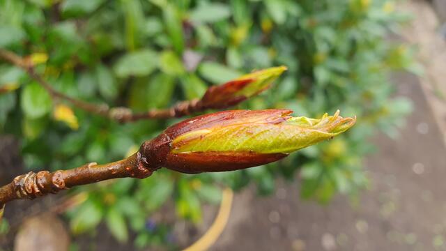 Balsampappel