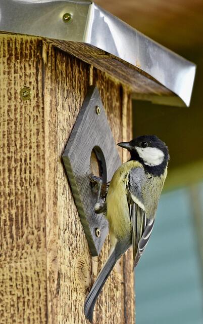 ein Dach aus Blech schützt vor Nässe