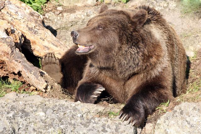 Die Braunbärin Blanca aus dem Zoo Salzburg genoss die Sonne. | Foto: Zoo Salzburg