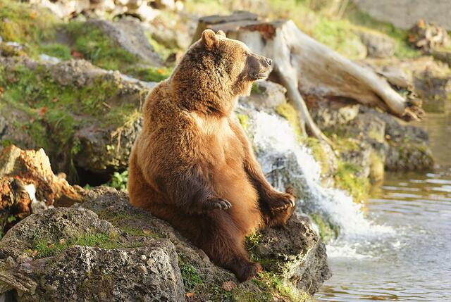 Blanca beim Dösen in der Sonne. In den letzten Tagen war die Bären nicht mal mehr gewillt aufzustehen.  | Foto: Zoo Salzburg/Friedrich Mader