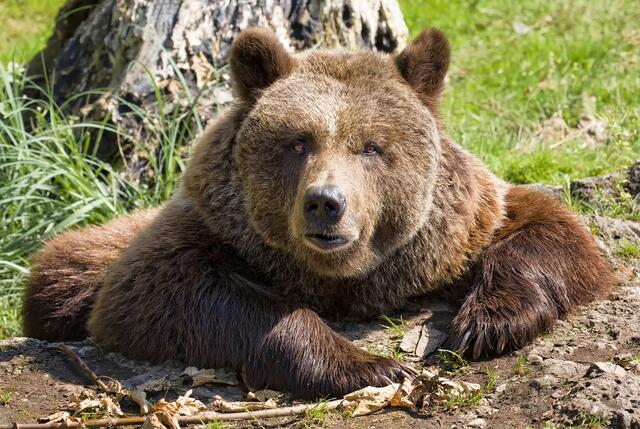Die Braunbärin Blanca aus dem Zoo Salzburg. | Foto: Zoo Salzburg