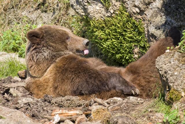 Braunbärin Blanca galt als sehr aufmerksame, umgängliche, aber auch eigensinnige Zeitgenossin. | Foto: Zoo Salzburg