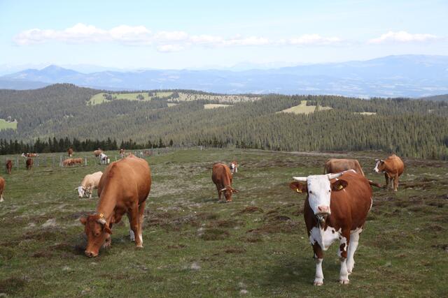 Auf dem Bärofen, einem exponierten Teil des Koralpenrückens, plant das Unternehmen ecowind einen Windpark mit acht Windrädern. Das Land Kärnten hat das Projekt bereits genehmigt. | Foto: Alliance for Nature