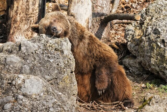 Beinahe 32 Jahre lang konnten die Salzburger Zoobesucher am Leben der Braunbärdame Blanca teilhaben.  | Foto: Zoo Salzburg/Friedrich Mader