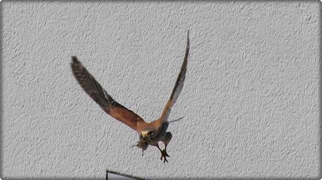 Foto: KURT NÖHMER