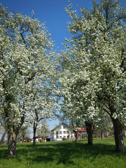 Wenn die Mostbirnbäume in voller Blüte stehen ... nicht nur im Frühling ist der Mostbauer z'Stockham ein Hingucker.  | Foto: Mehlhart