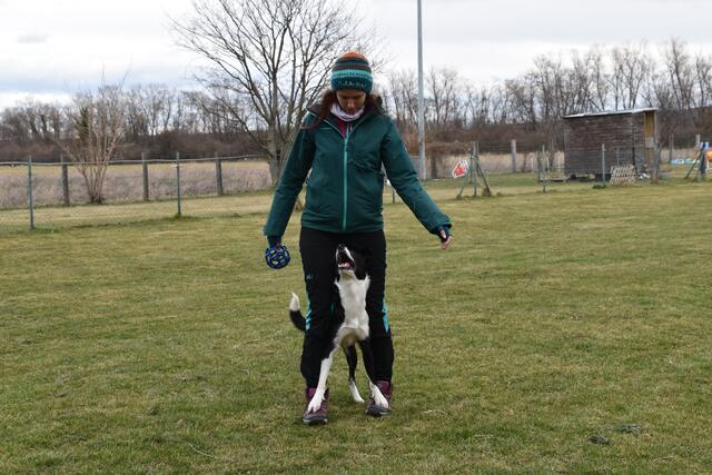 Der zweijährige "Domino" ist lebhaft und liebt Tricktraining und Agility. | Foto: Preineder