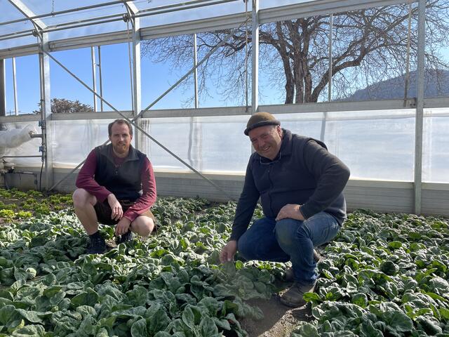 Die Naturgärtner Simon und Michael Wedenig bieten frisches Wintergemüse wie Spinat, Vogerlsalat oder Mangold an.  | Foto: MeinBezirk.at