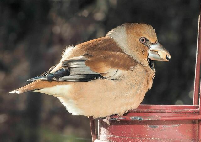 Foto: Elfriede Lungenschmied