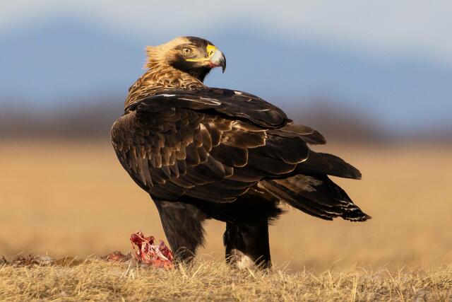 Die Adler wurden gezählt | Foto: Birdlife Österreich