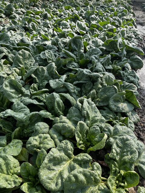 Spinat: Knackig, voller Vitamine, Mineralstoffe &amp; Spurenelemente. | Foto: MeinBezirk.at