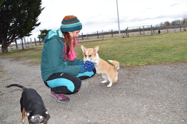 Agility-Trainerin kennt das Rezept zum Erfolg bei der Erziehung: Beim gemeinsamen Spiel, Tricktraining oder Hundesport haben beide Partner viel Spaß.  | Foto: Preineder
