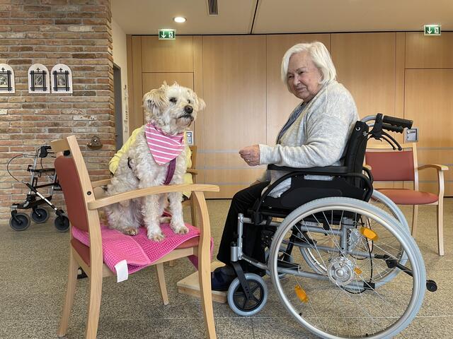 Wenn Therapiehündin Sina im Pflegeheim Wolfern aufkreuzt, ist die Stimmung sofort viel positiver.  | Foto: BRS/mim