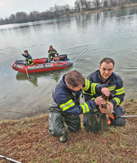 „Wir haben immer schon ein Herz für Tiere“, so die Trauner Feuerwehr. | Foto: Thomas Fitzinger