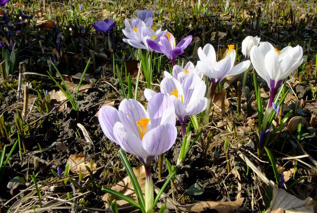 Krokusse in vielen Farben