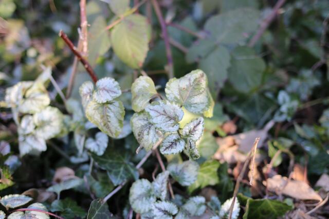 Die Taubnessel ist eine klassische Frauenpflanze und gibt Brennnesselspinat einen guten Geschmack. 