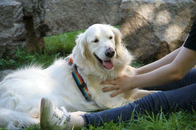 Kind und Hund lieben den Körperkontakt.  | Foto: Kibello/Lisa Dirnberger 
