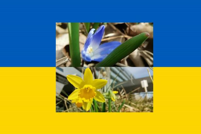 JKU-Flowers for Peace – die JKU unterstützt ukrainische Studierende mit kostenlosen Studien- und Heimplätzen. | Foto: Tino_Ed