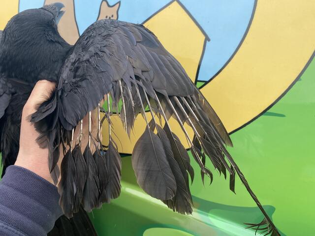 Die Krähe soll laut Angaben der Pfotenhilfe über einen längeren Zeitraum fixiert und gequält worden sein. | Foto: Pfotenhilfe