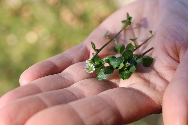 Die Vogelmiere ist ein klassisches Unkraut, das deutlich mehr Vitamine und Mineralstoffe in sich trägt, als das Salathäupel, in dessen Nähe es gerne wächst. 