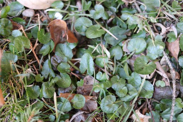 Scharbockskraut wirkt Blutreinigend, hat viele Vitamine und Minderalstoffe. 