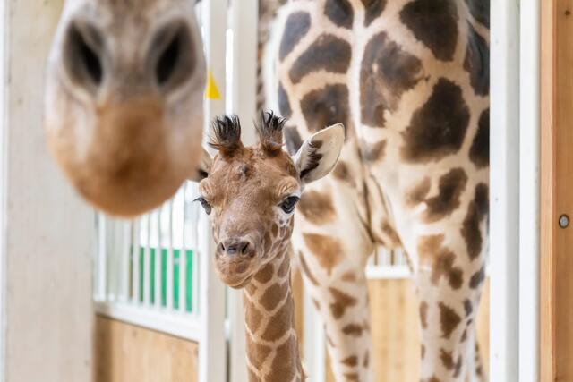 Amari ist Teil der Giraffenherde geworden. | Foto: Daniel Zupanc