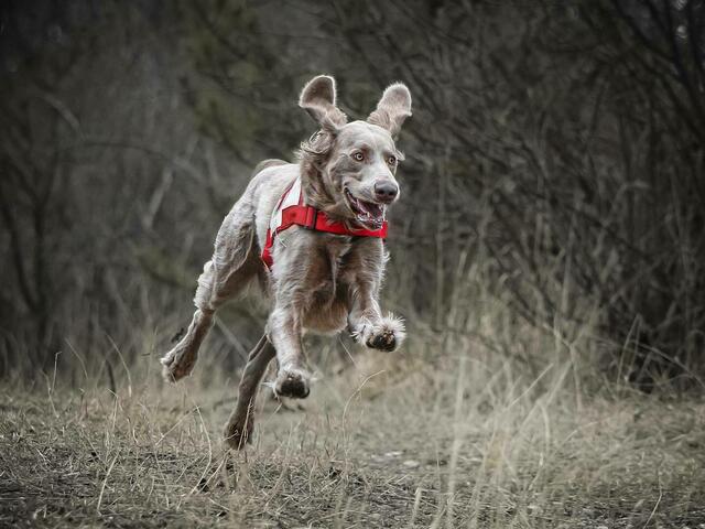 Hund Faunus trainiert mit Herrchen Michael Jarolik, Leiter der Hundestaffel  | Foto: Rotes Kreuz Bruck/Leitha