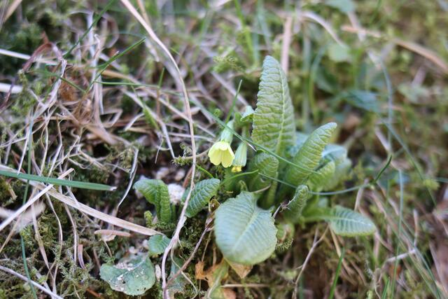 Mit den Blüten der Schlüsselblume und ein paar Safranfäden, lässt sich ein wunderbarer Gute-Laune-Tee herrichten. 