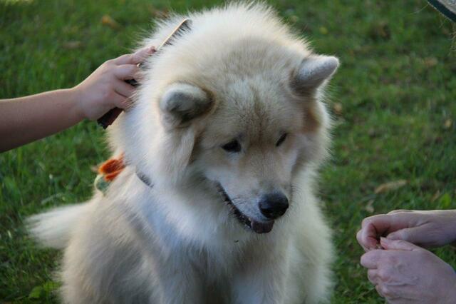 Eurasier-Rüde namens Bärli wird von junger Patientin mit Hingabe gebürstet. | Foto: Kibello/Lisa Dirnberger 