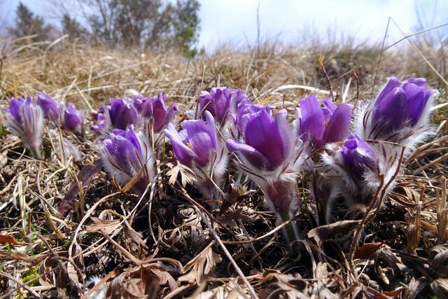 Kuhschellen auf dem Schlagerboden, eine botanische Sensation!